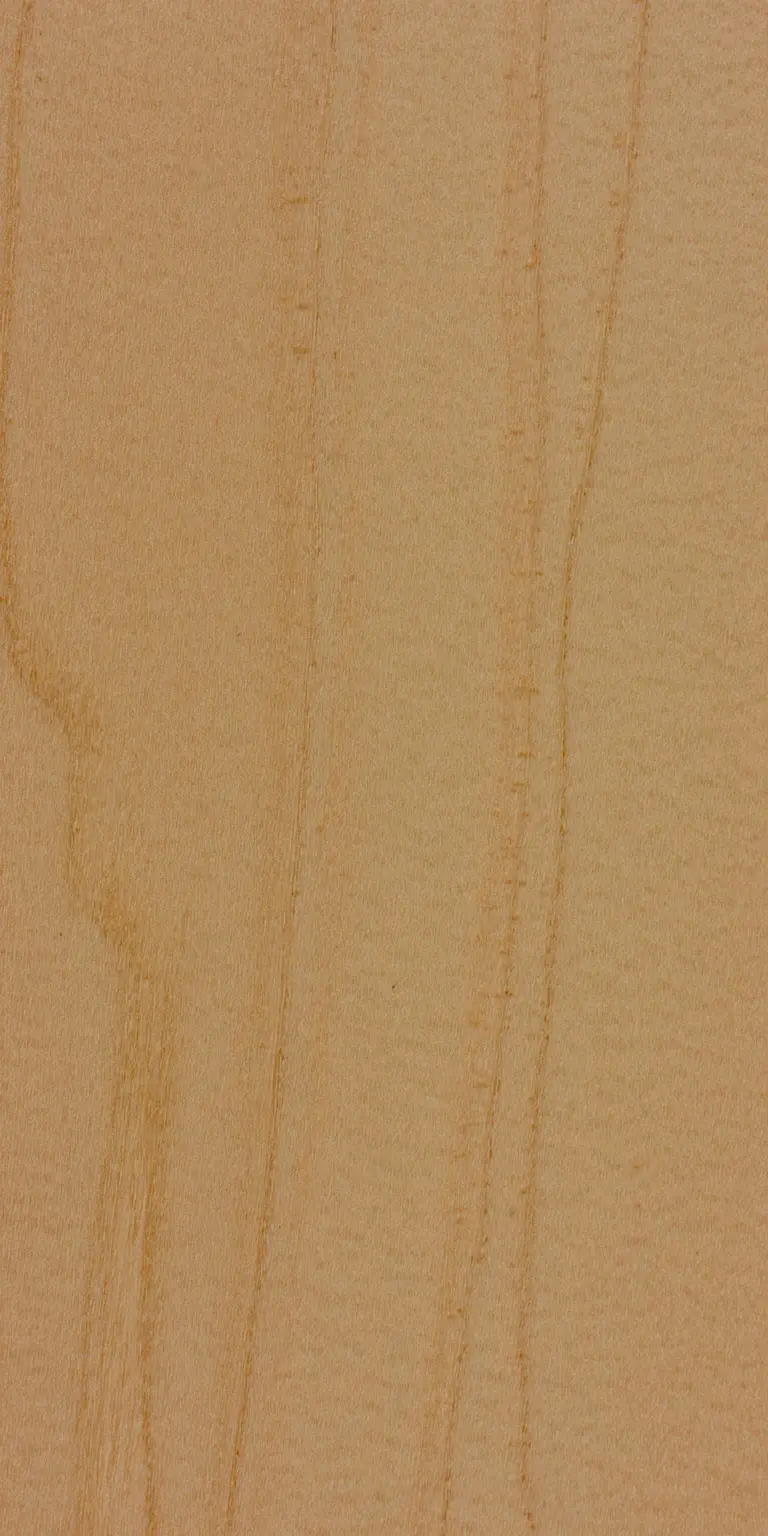 Common Alder wood grain texture
