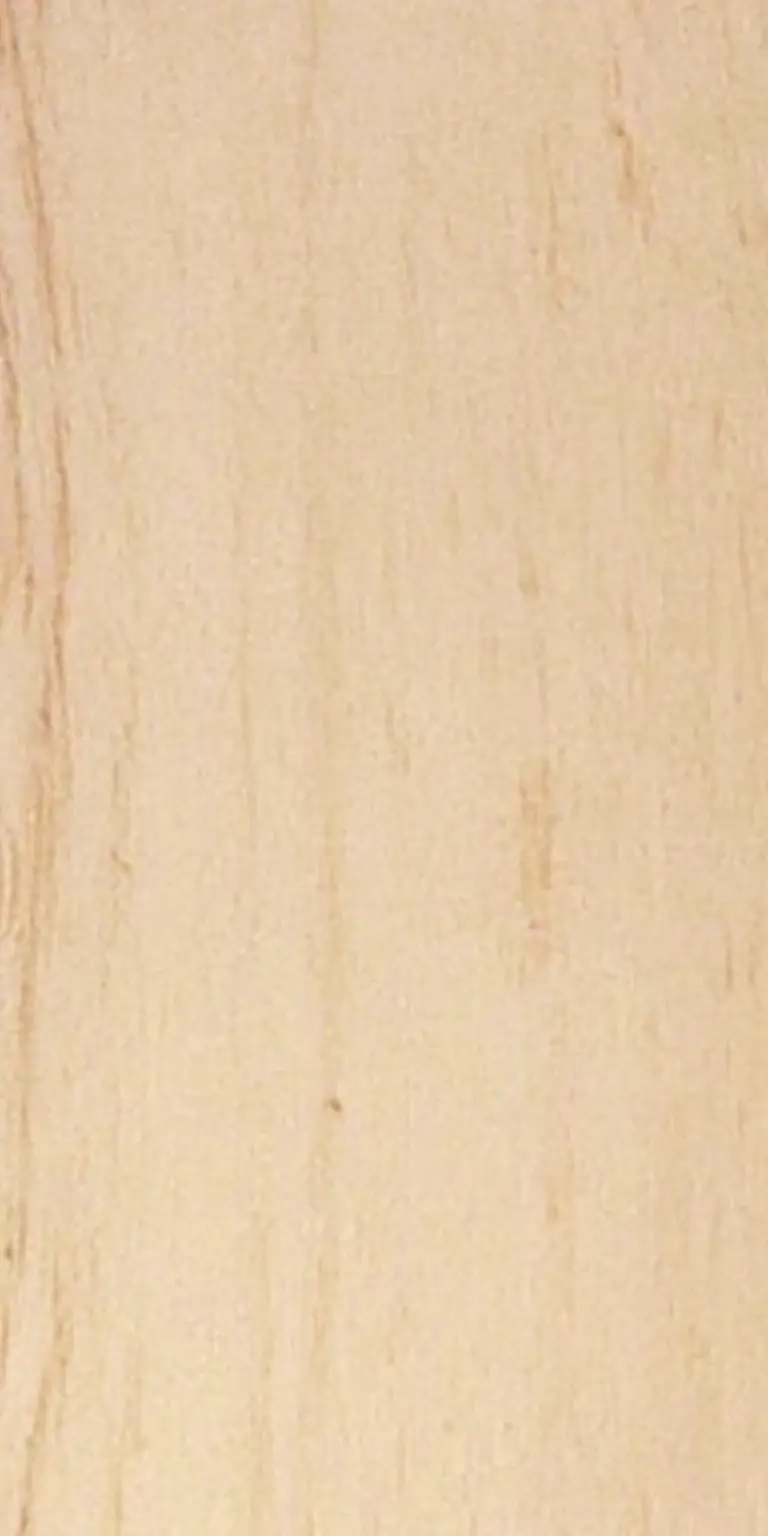 European Birch wood grain texture